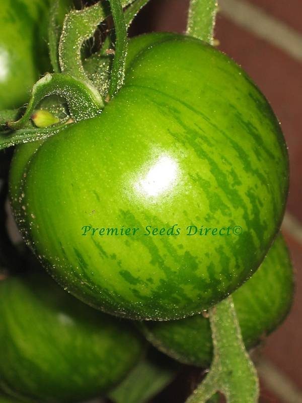 Tomato Green Zebra