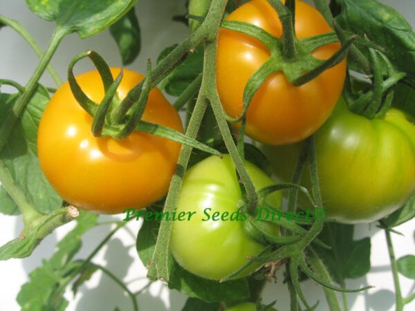 Tomato Jubilee