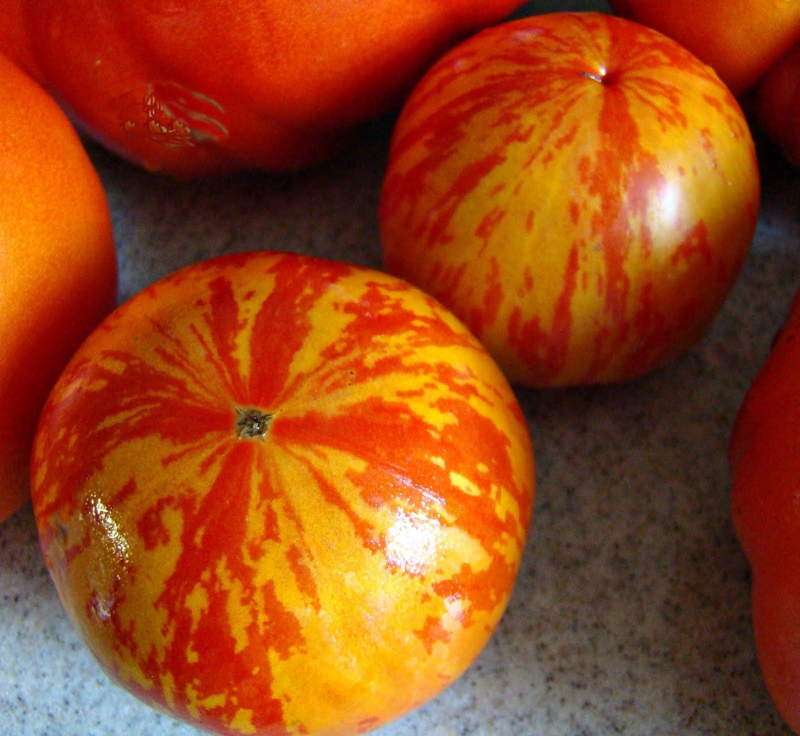 Tomato Red Zebra (Improved) Premier Seeds Direct