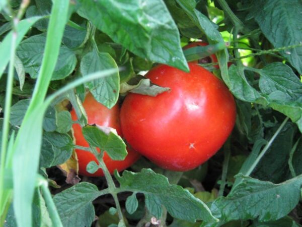 Tomato Thessaloniki