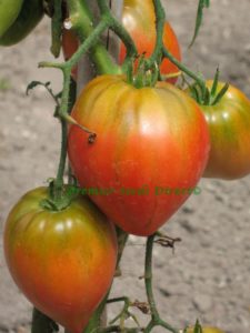Italian Tomato Cuore Di Bue
