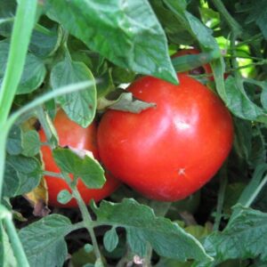 Tomato Thessaloniki Organic