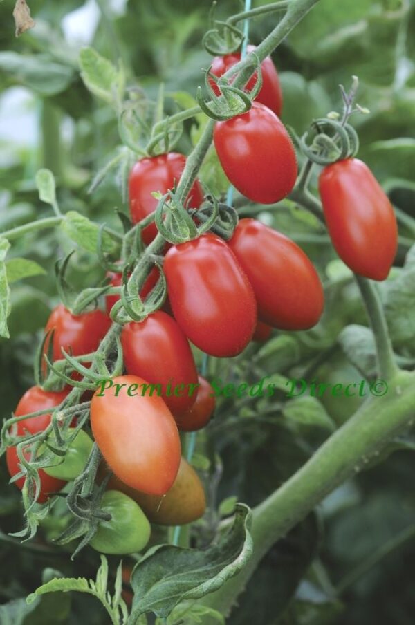 Tomato Cherry Floridity F1