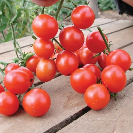 Tomato Cherry Koralik Organic