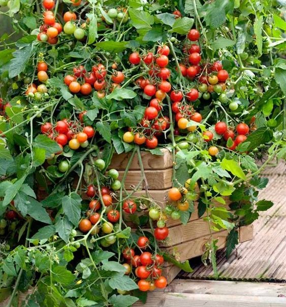 Tomato Cherry Lizzano F1 Tomato Premier Seeds Direct ltd