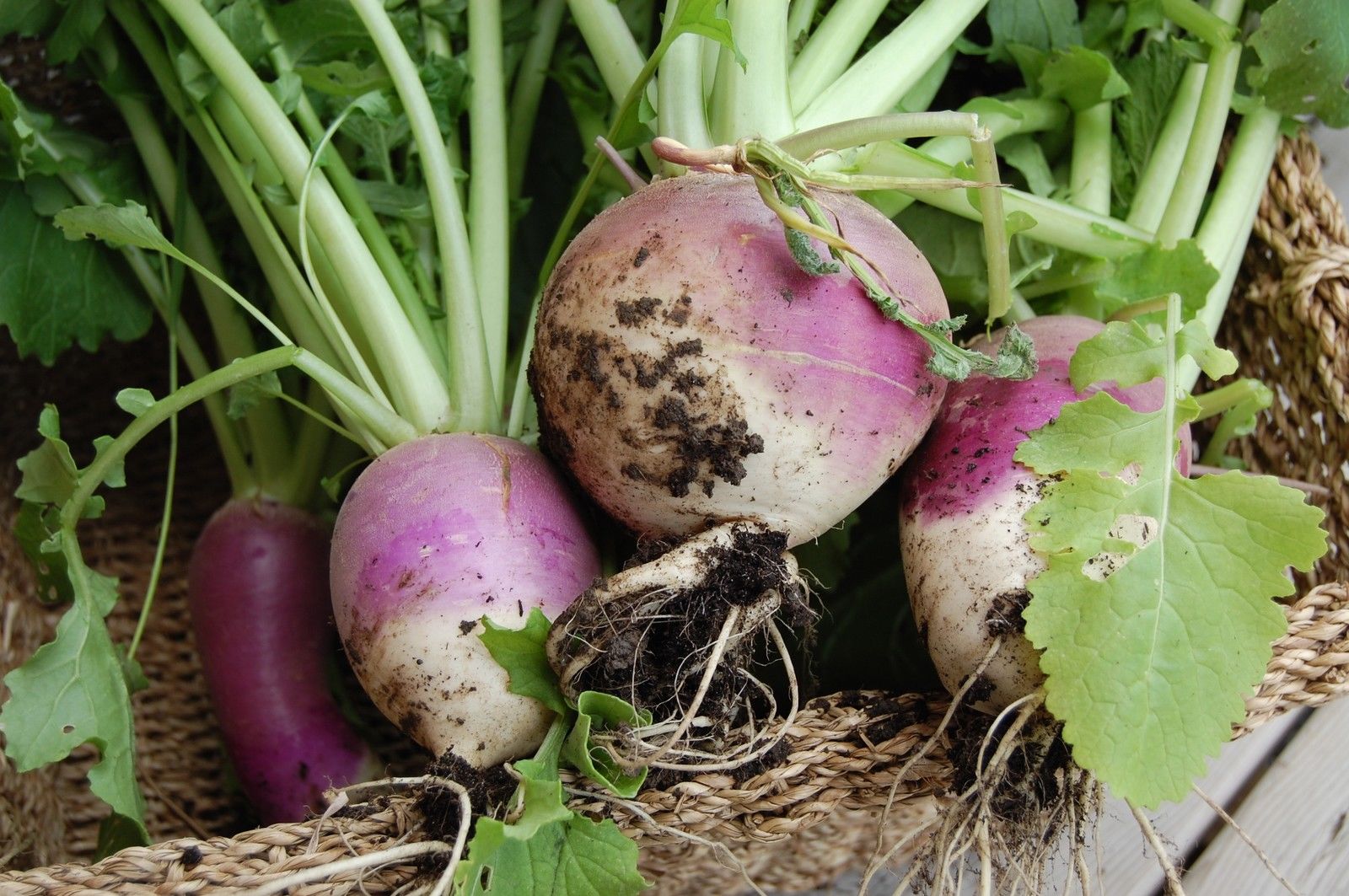 Turnip Purple Top White Globe Turnip Premier Seeds Direct ltd
