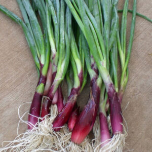 Welsh Onion Red