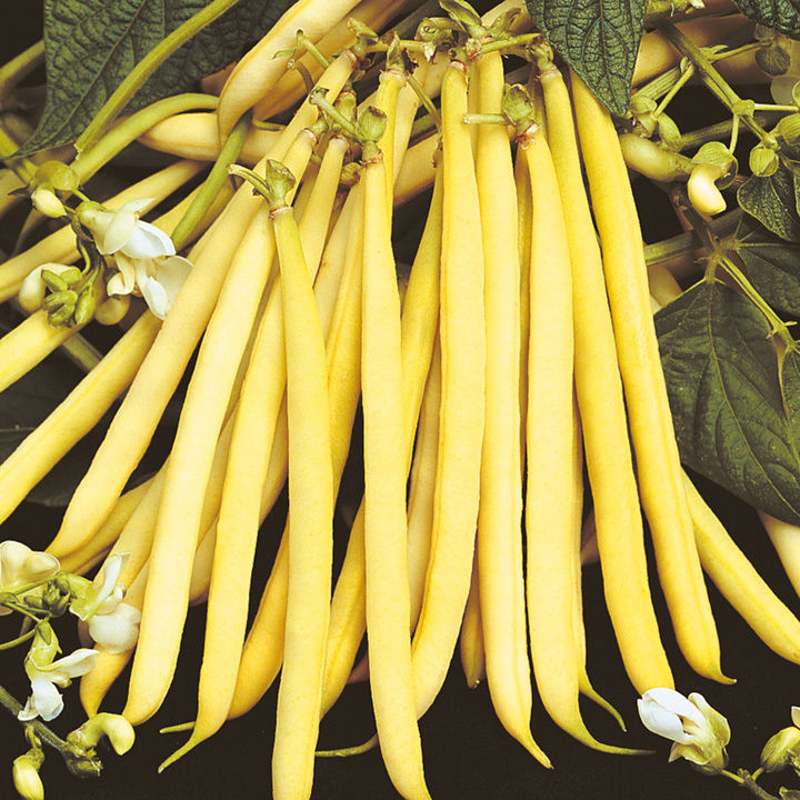 Dwarf Yellow French Bean Rocquencourt Bean Premier Seeds Direct ltd
