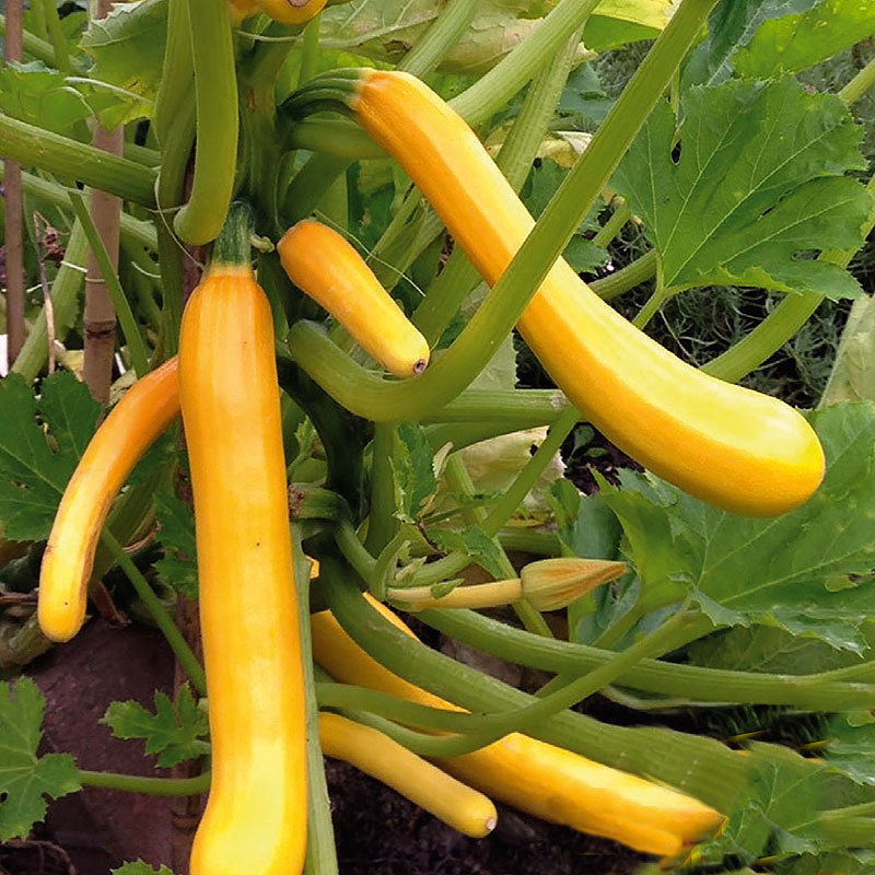Courgette Climbing Shooting Star Yellow/Golden Premier Seeds Direct ltd