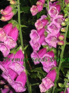 Digitalis Purpurea Native Foxglove (Purple) new