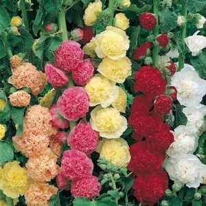 Hollyhock Chaters Mix