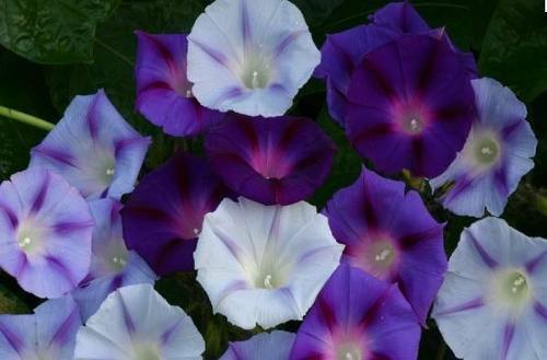 Morning Glory Ipomoea Mixed new