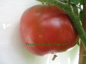 Tomato Purple Cherokee Organic new