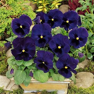Pansy Swiss Giant Ulsswater (Deep Blue) new