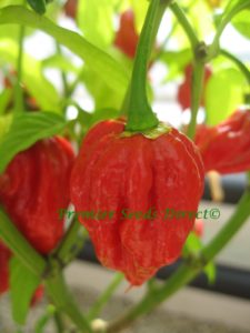 Hot Chilli Pepper Trinidad Scorpion new