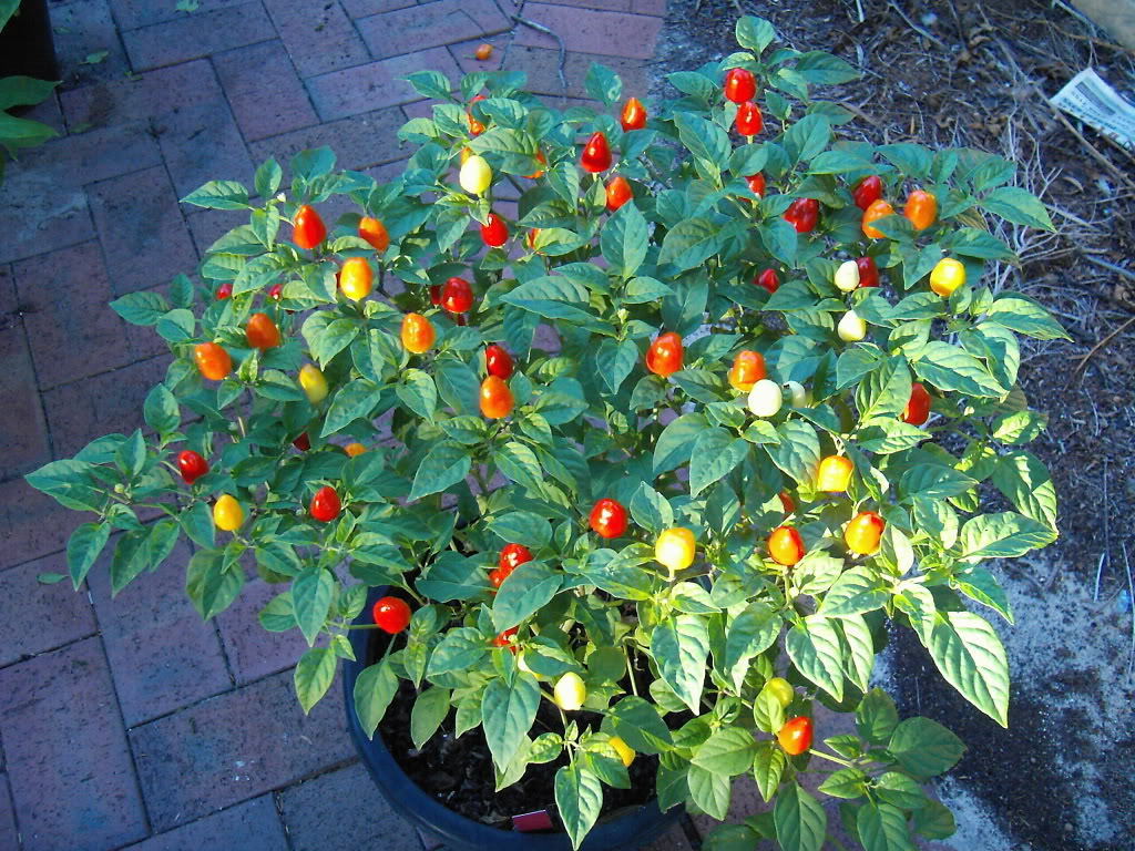 HOT CHILLI PEPPER FIRECRACKER new Pepper Hot Premier Seeds Direct ltd