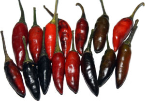 Hot Chilli Pepper Krishna Jolokia new