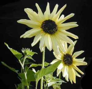 Sunflower Italian White new