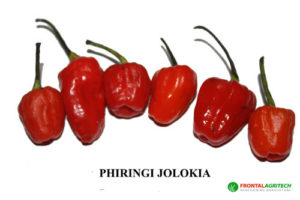 Hot Chilli Pepper Phiringi Jolokia new