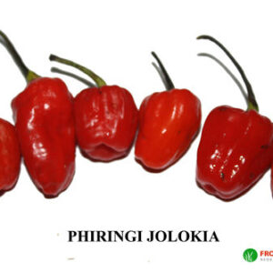 Hot Chilli Pepper Phiringi Jolokia new
