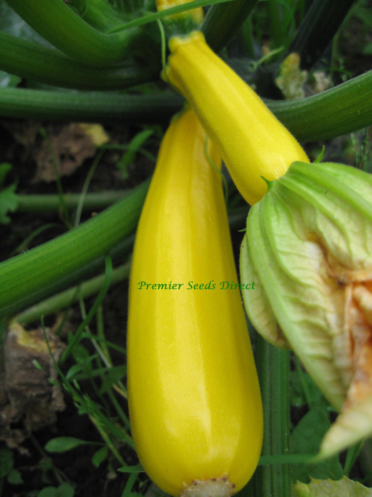 Courgette YellowGolden new Courgette Premier Seeds Direct ltd