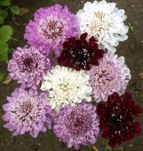 Pincushion Flower Imperial Mix new new