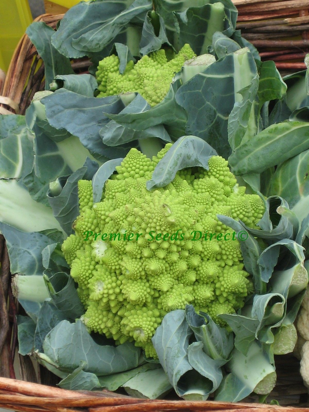 Italian Cauliflower Romanesco Organic Premier Seeds Direct
