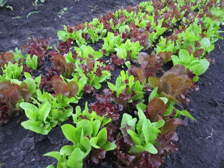 Lettuce Gourmet Looseleaf Cutting Mix Lettuce PREMIER SEEDS DIRECT LTD