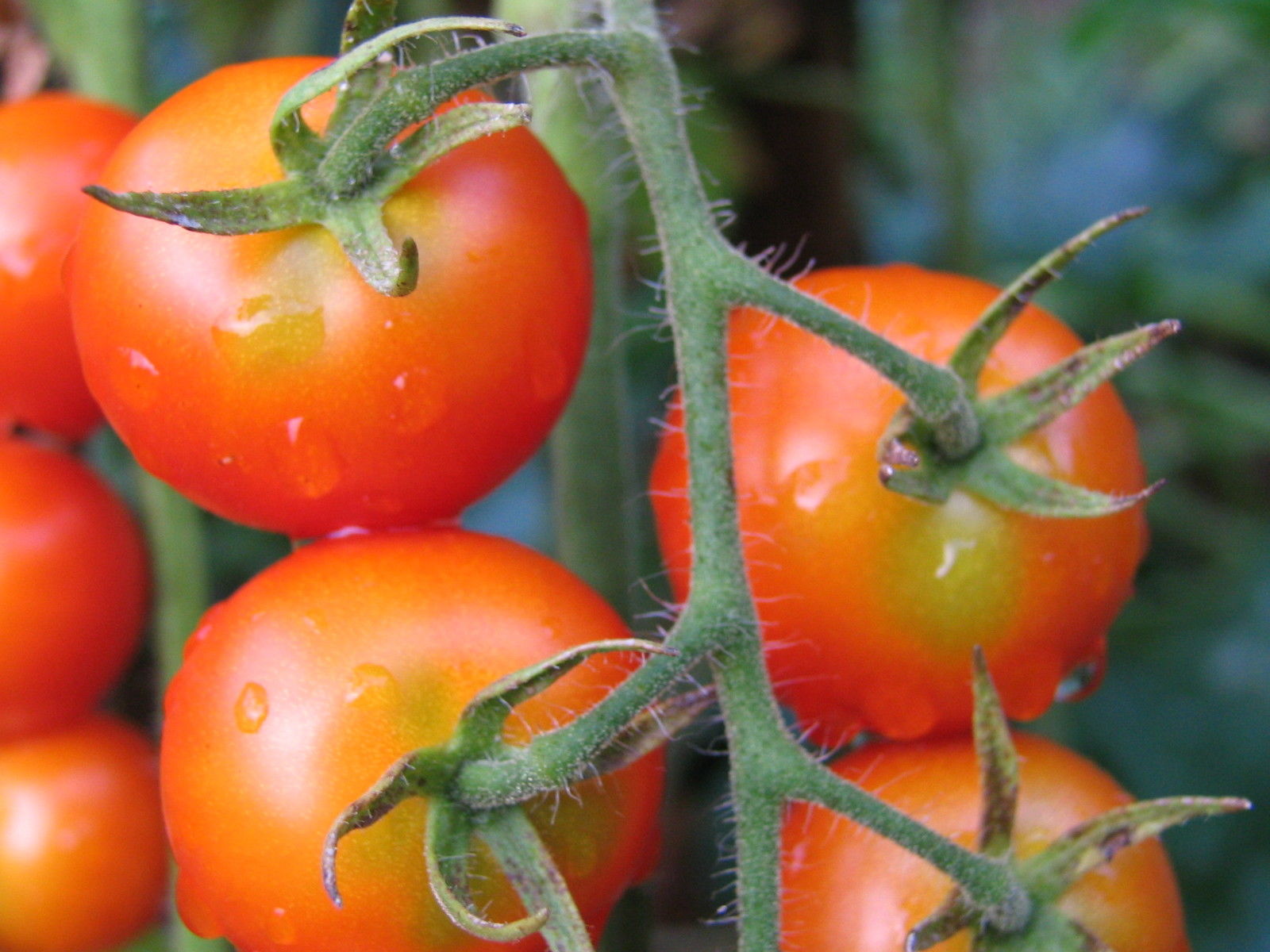 Tomato Gardeners Delight Organic ORGANIC TOMATO PREMIER SEEDS