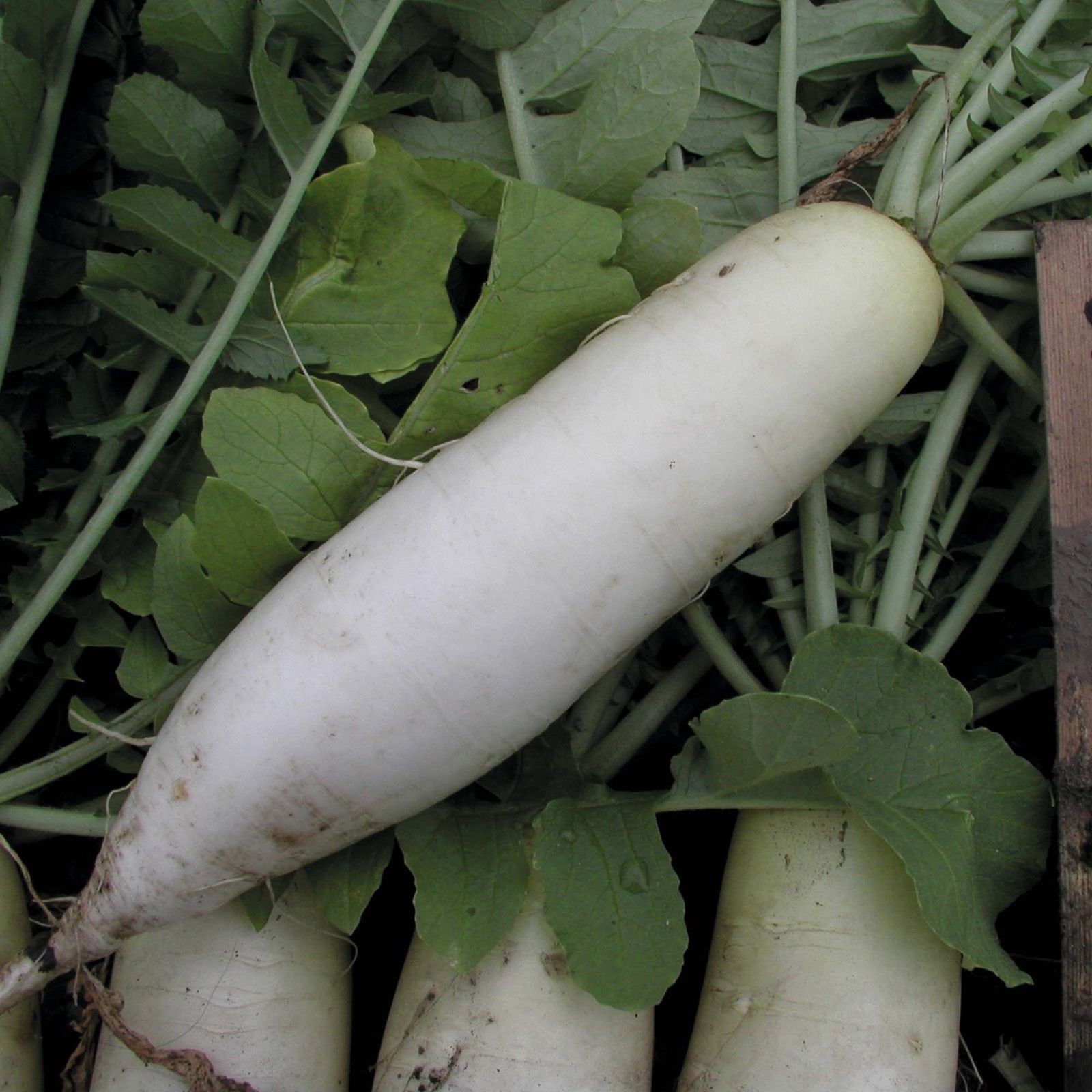 Radish Mooli Minowase Radish PREMIER SEEDS DIRECT LTD