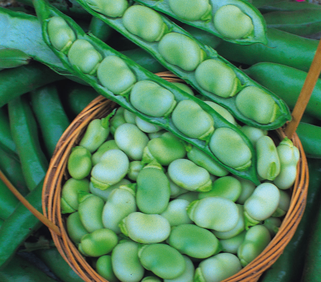 Broad Bean Masterpiece Green BEAN PREMIER SEEDS DIRECT LTD