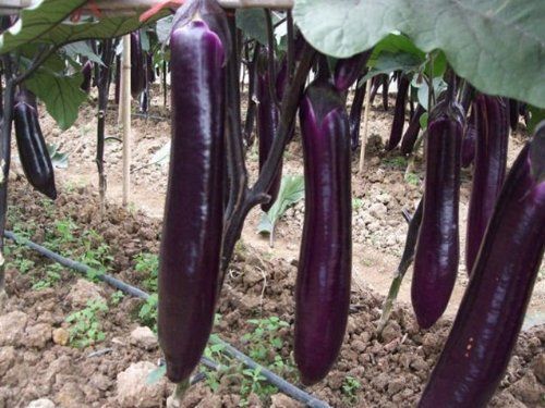 Aubergine Long Purple organic