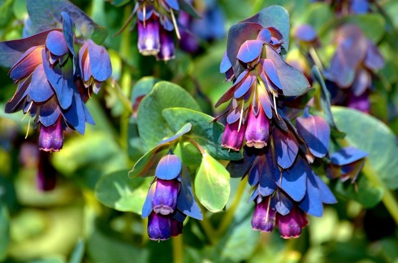 CERINTHE MAJOR CERINTHE PREMIER SEEDS DIRECT LTD