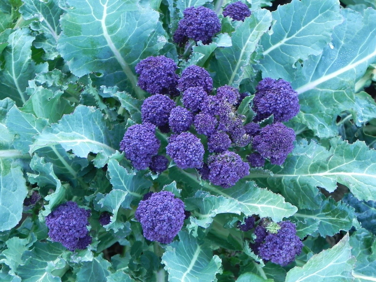 BROCCOLI SUMMER PURPLE SPROUTING BROCCOLI PREMIER SEEDS DIRECT LTD