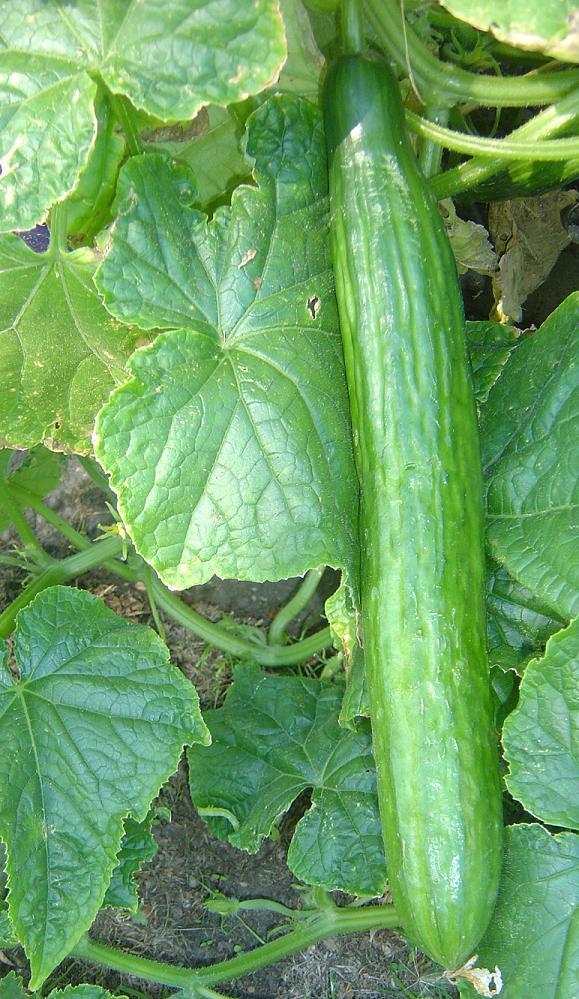 Greenhouse Cucumber Telegraph Cucumber Premier Seeds Direct Ltd
