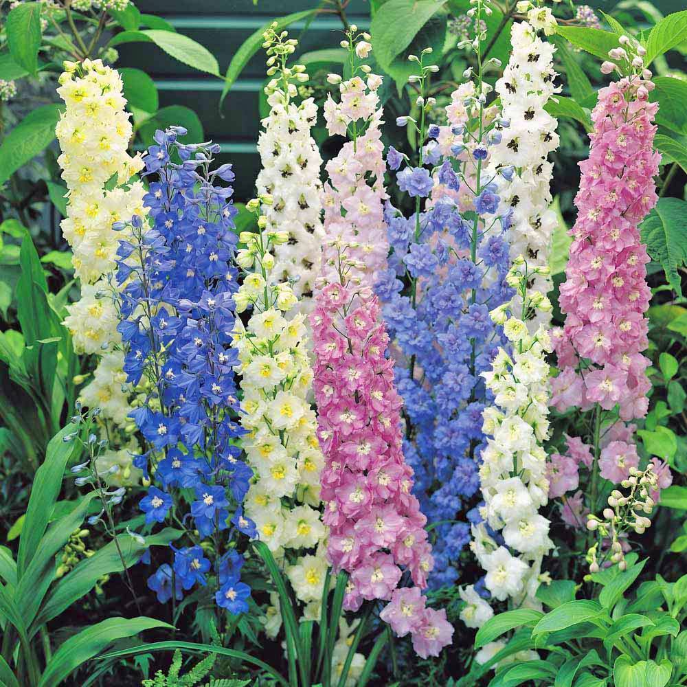 Perennial Delphinium Crown Pacific Mix Delphinium Premier Seeds