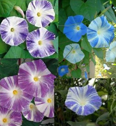 Morning Glory Ipomoea Flying Saucer Mix new