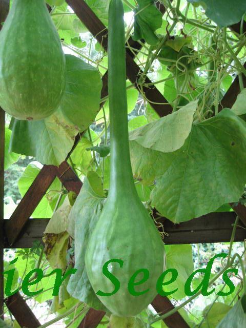 Gourd Dinosaur Cave ManS Club | Gourd | Premier Seeds Direct Ltd