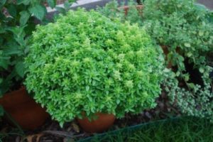 Herb Basil Spicy Globe Bush Organic NEW
