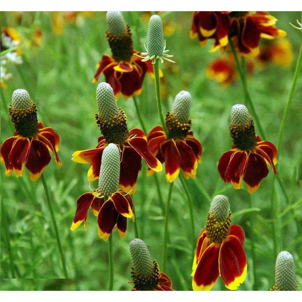 Mexican Hat Ratibida Flowers Premier Seeds Direct ltd