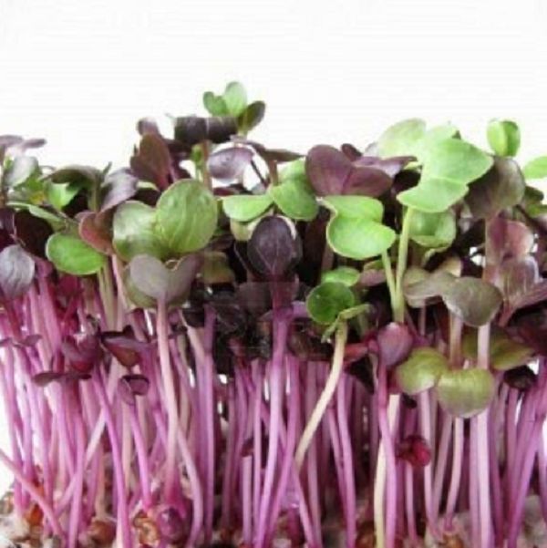 Sprouting Red Cabbage Sprouting Seeds Premier Seeds Direct ltd