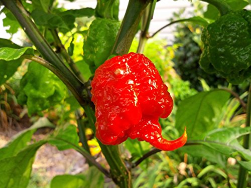 Hot Chilli Pepper Carolina Reaper NEW