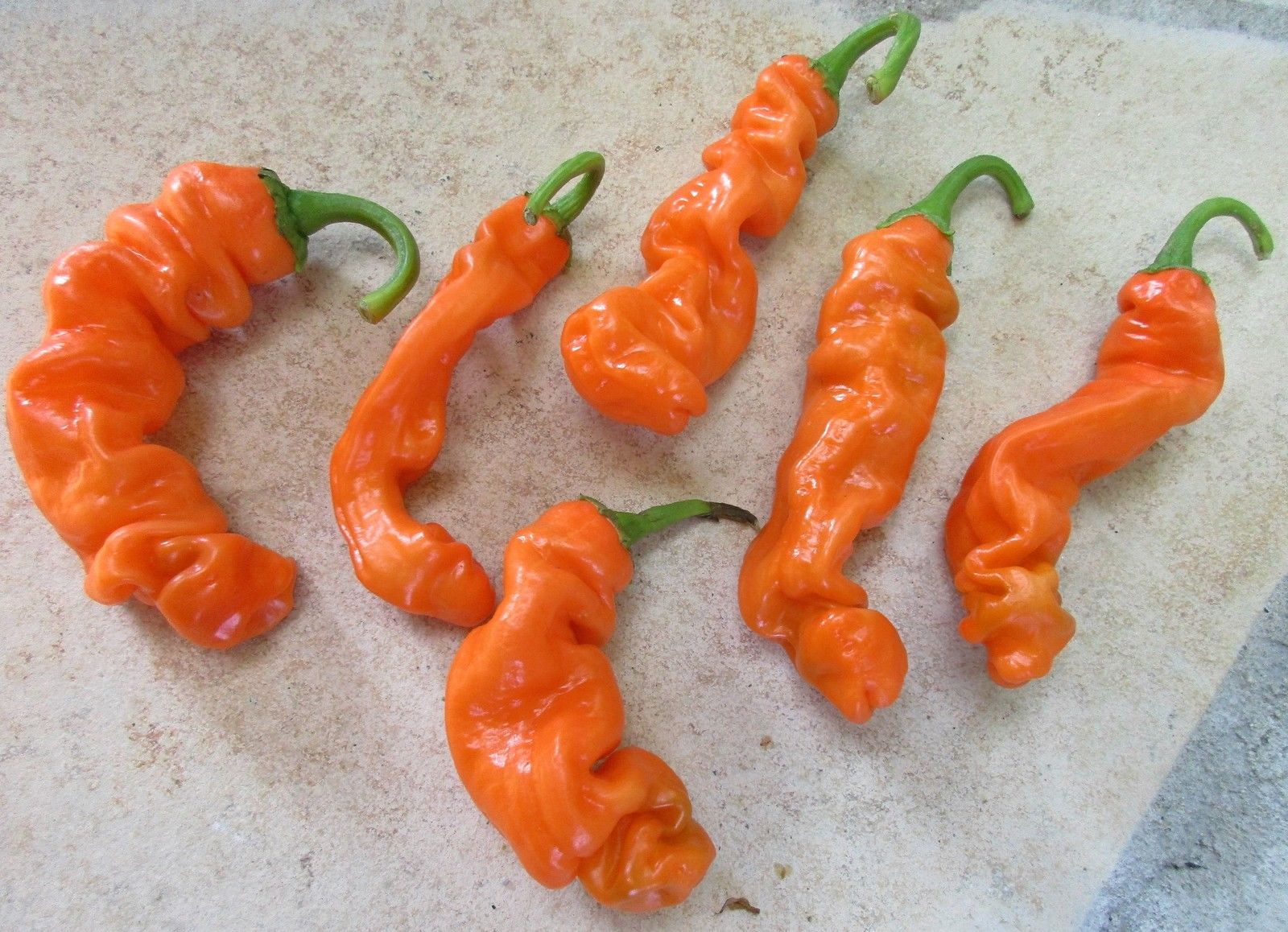 Foto hot Penis Sie will dick