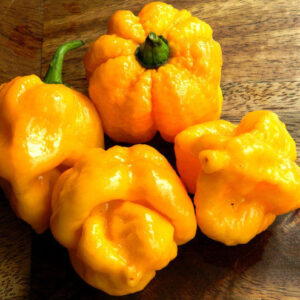Hot Chili Pepper 7 Pot Yellow
