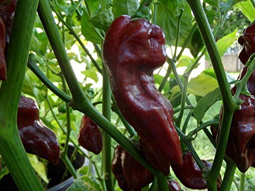Hot Chili Pepper Devil's Tongue Chocolate