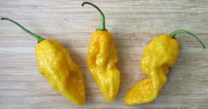 Hot Chili Pepper Devil's Tongue Yellow