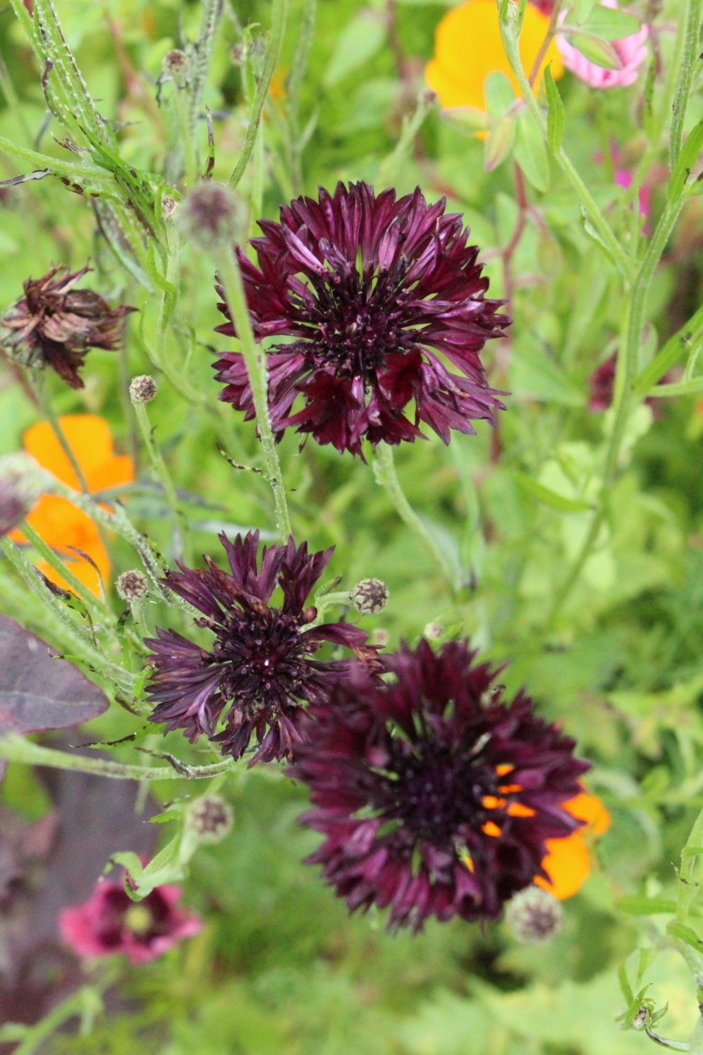 Cornflower Black Ball Flowers Premier Seeds Direct ltd