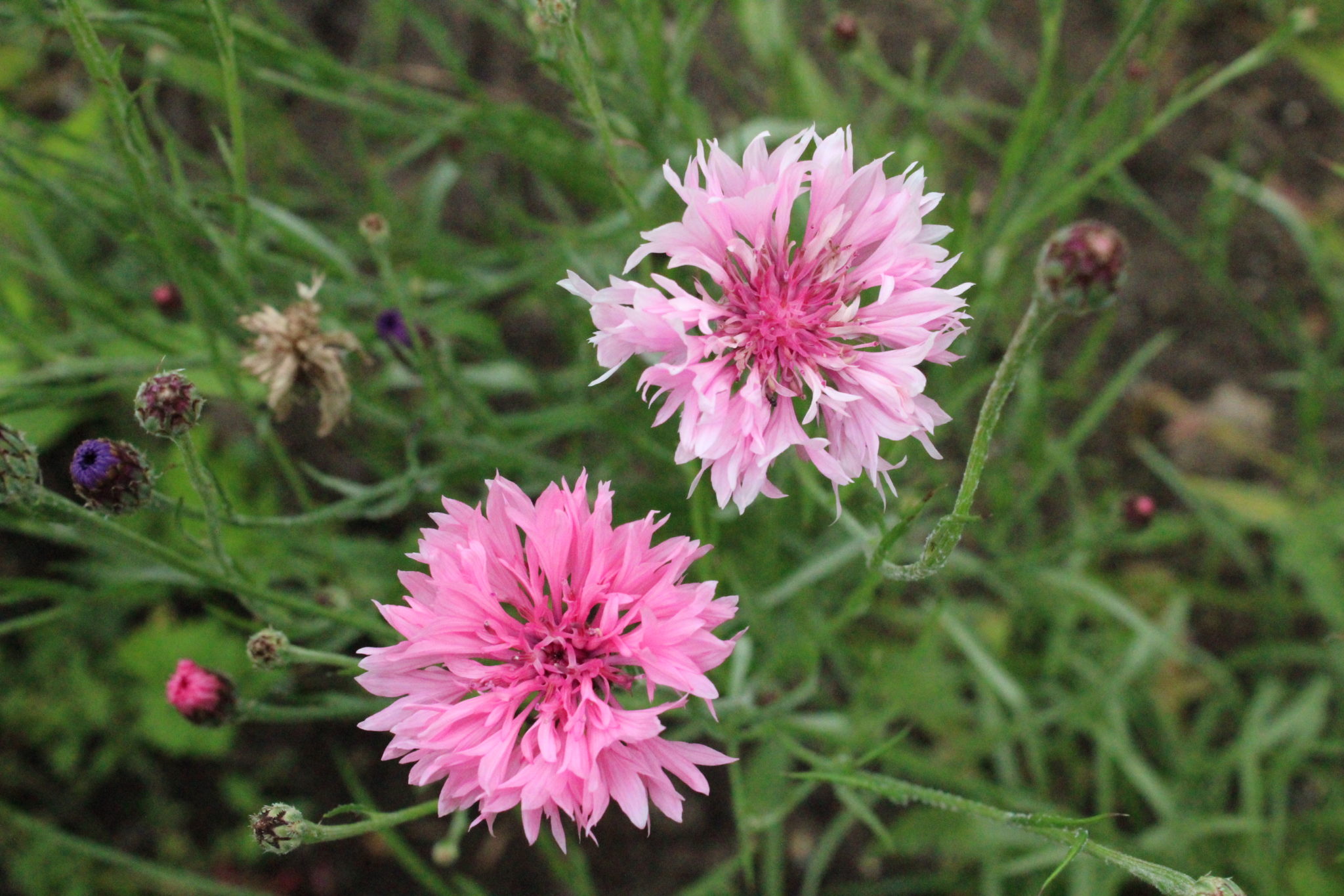 Cornflower Centaurea Cyanus Pink Flowers Premier Seeds Direct ltd