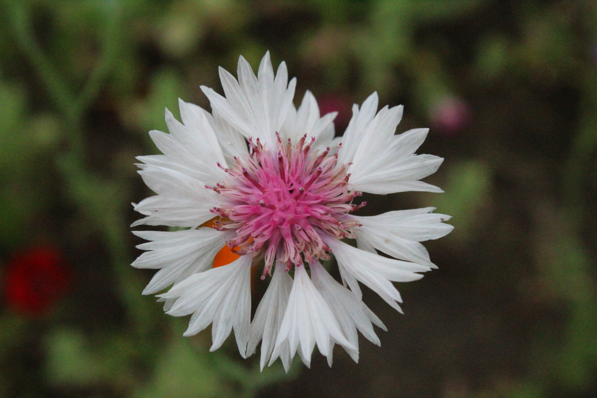 Cornflower Centaurea Cyanus White Flowers Premier Seeds Direct ltd