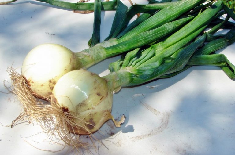 Onion Walla Walla Premier Seeds Direct